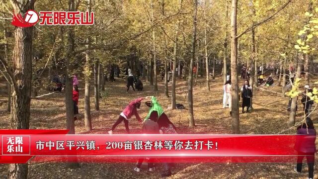 市中区平兴镇,200亩银杏林等你去打卡!