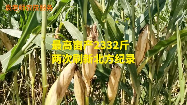 这个玉米新品种四大主产区审定,平均亩产2332斤,适合哪里种植