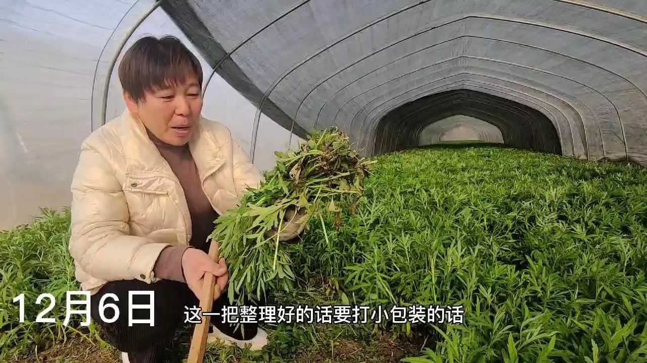 打工姐妹 | 农家女辞职返乡种田,笑称虽辛苦,但坚持就有希望