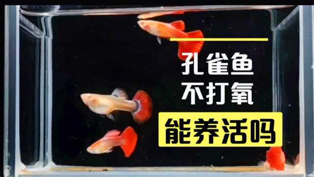 孔雀鱼不打氧也一样可以养活,但是有4情况还是需要打氧的