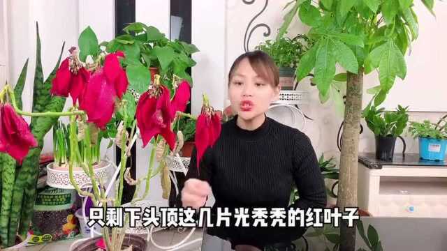 冬天一品红只剩红叶子?别又怪到红蜘蛛身上,也可能是你太周到了