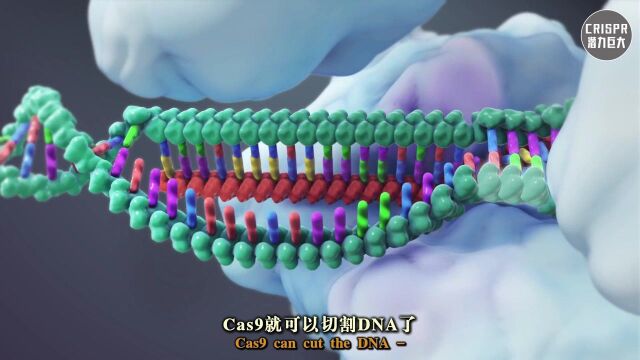 CRISPR能做的可不仅是基因剪辑,这一技术革命才刚刚开始!