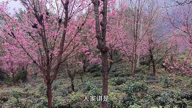 今天带大家看一下南涧无量山樱花谷,门票50元看一下风景美不美.