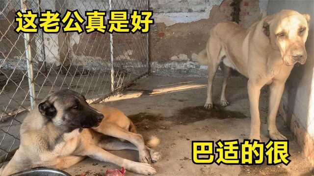 猛犬坎高即将发情,公犬竟趁机“培养感情”,看主人是咋做的