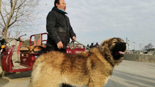 汉中小伙痴迷大型猛犬,养一对高加索牧羊犬成本不敢算,威猛温顺