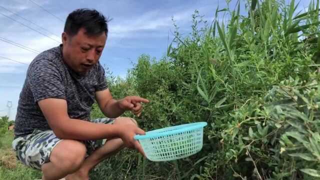 这种野菜最受欢迎,也是农村十大营养野菜至首,大家来认识了解下