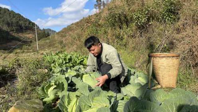 11月份移栽的包菜已有5斤一棵,结实又大包,过年菜有着落了