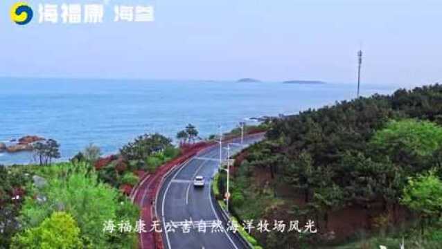 走进青岛海福康海参海洋牧场,整个人都……