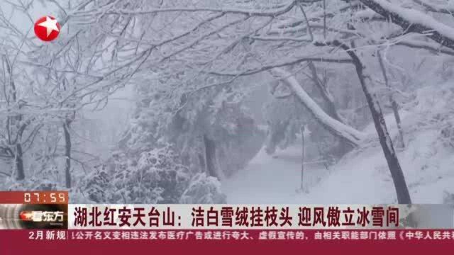 湖北红安天台山:洁白雪绒挂枝头 迎风傲立冰雪间