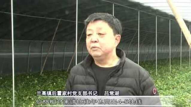 兰高镇后霍家村:产业化种植打响草莓品牌