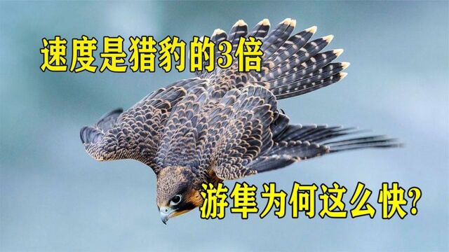 时速389公里,速度是猎豹的3倍,作为空中杀手,游隼为何这么快?