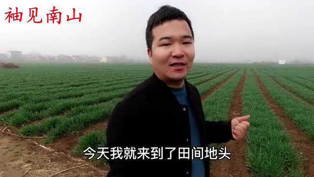 附地菜别名“鸡肠草”,它有哪些厉害用途?这条视频告诉你!