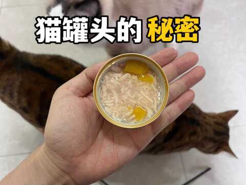 你真的会用猫罐头吗?别喂错了