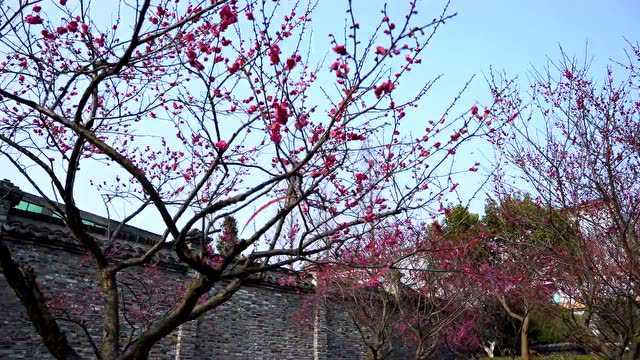 “女神节”香约花季春城,送你“亿”朵小花花~