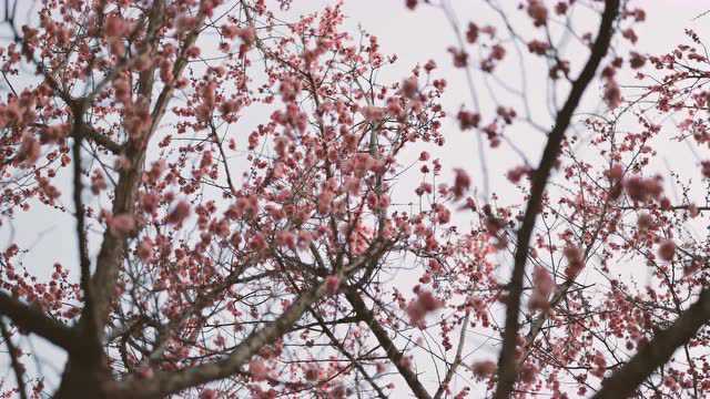 江苏校园春景!这里有花花花花花花花花……