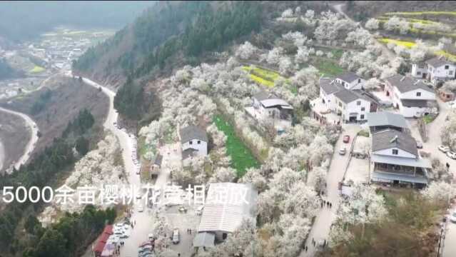 【如云似雪, #四川广元樱花谷漫山遍野樱花美#】