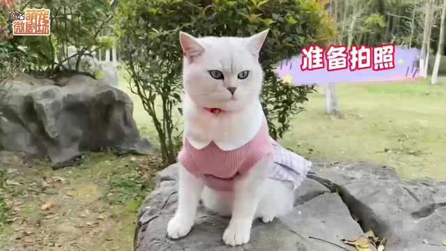 萌宠时装秀,猫咪穿不同风格的衣服表演走秀