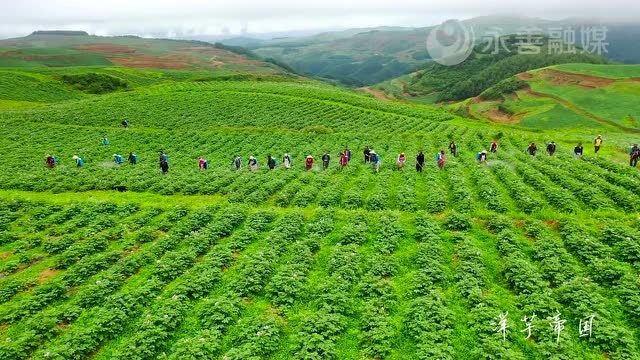 【健康教育】手足口病防护手册来了,请家长收好!