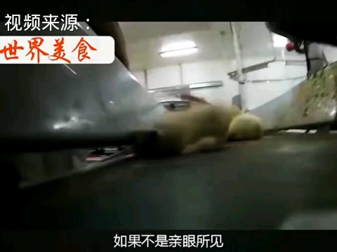 鸡肉产业最不想让人看见的真相