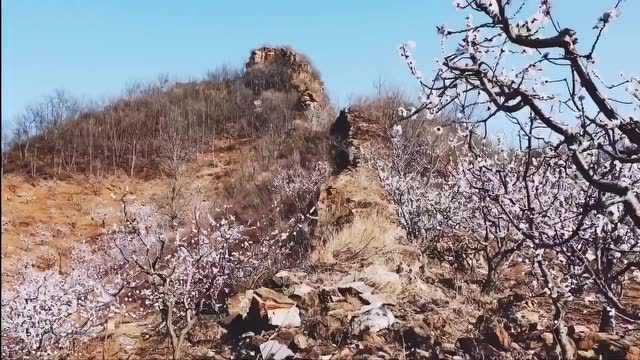 周末推荐|北寨杏花|中国红杏第一村の平谷国际徒步大道!