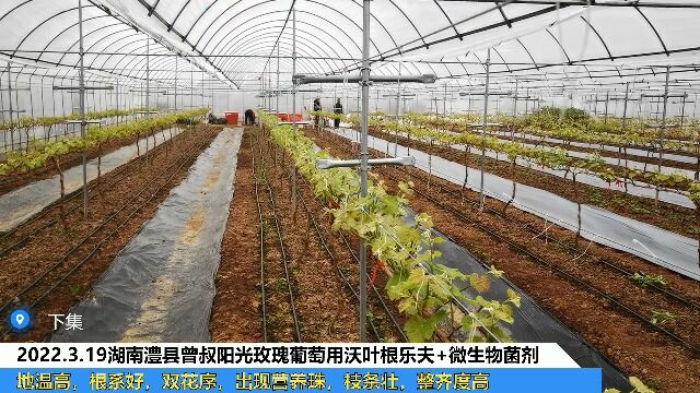 水溶肥品牌湖南澧县曾叔阳光玫瑰葡萄用夫沃施沃叶根乐夫+微生物菌剂,出现营养珠,枝条壮,整齐度高