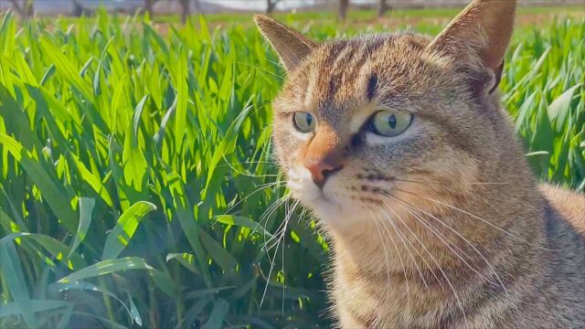 狸花猫:这,这是半亩地的猫草,你想撑死我?