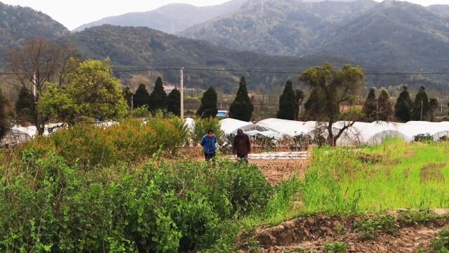 乡村的清晨,一大早在田地里忙碌的农民们