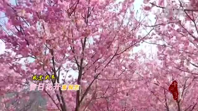 千城百县看中国|福建武平:春日花开蜜蜂恋