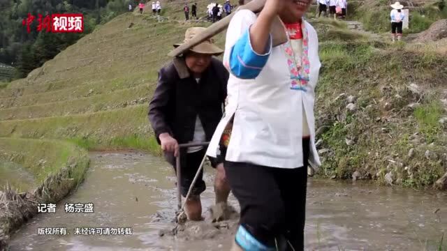 广西龙胜:梯田耦耕备种正当时