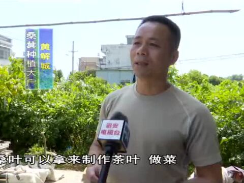 全面推进乡村振兴——建设乡:小小桑葚 农民致富好路子