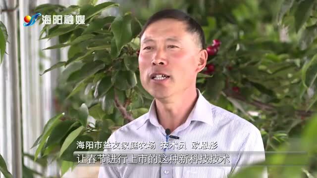 山东海阳:新技术提效现代农业