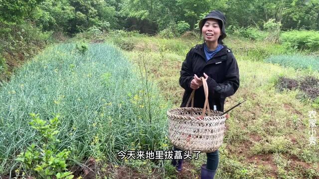 农村姑娘去拔藠头,个头大的新鲜荞头,你喜欢吗?