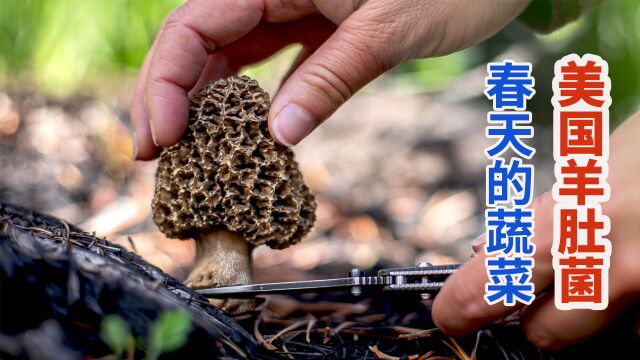 美国“菌中皇后”野生羊肚菌,菌肉厚实饱满脆松爽口