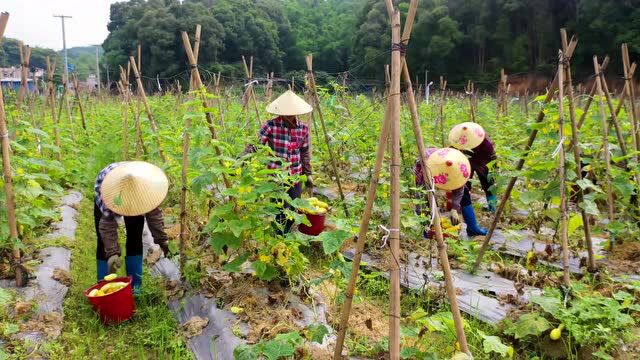 福旺镇:黄瓜大丰收 农民采摘忙