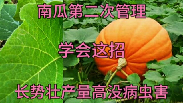 管理南瓜,学会这招,南瓜前期长势好,后期产量高