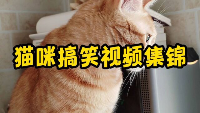 猫咪搞笑视频集锦