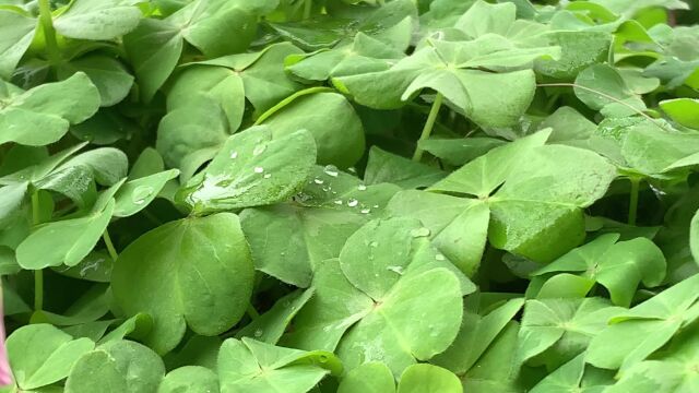 实拍春天植物花卉小草四叶草红色酢浆草