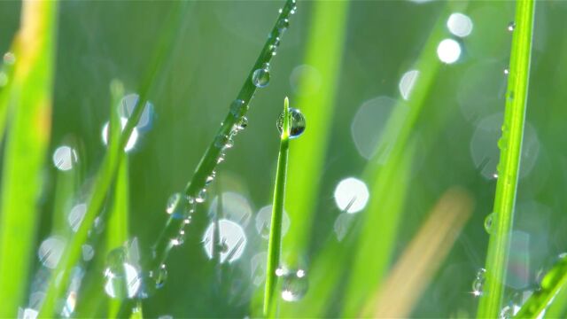 4K清晨的露珠水滴水珠雨滴雨露