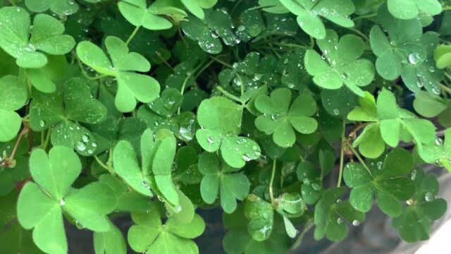 实拍春天植物花卉小草四叶草红色酢浆草小花