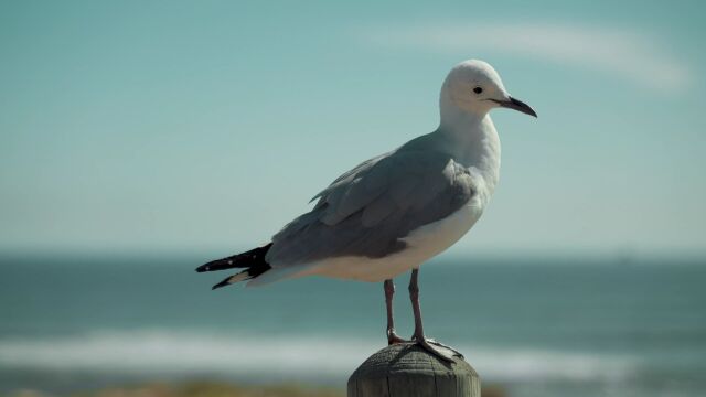 海边的海鸥海鸟