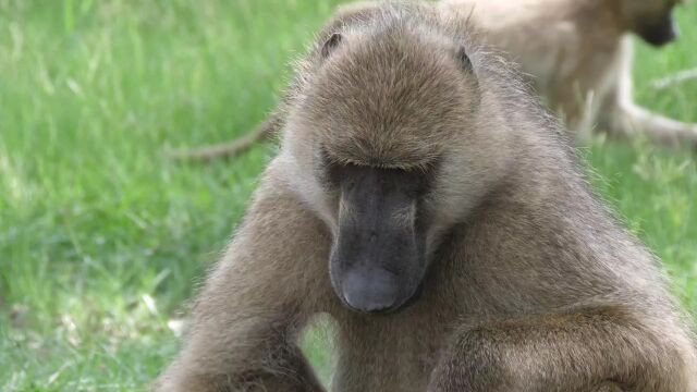 动物 自然 野生动物 特写 动物群 户外活动 生物学 狒狒 猿类 