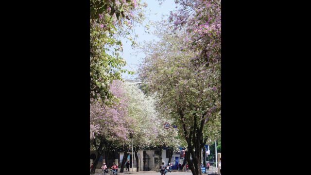 中国传媒大学 非通用语协会 春日瞬间