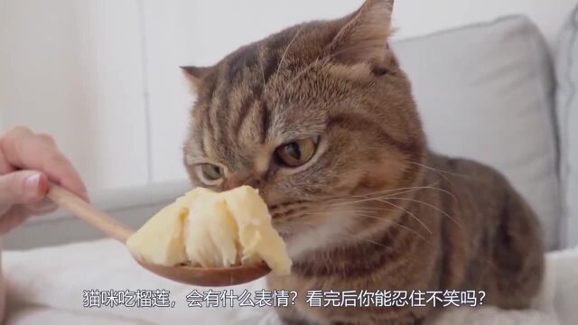 猫咪吃榴莲,会有什么表情?看完后你能忍住不笑吗?