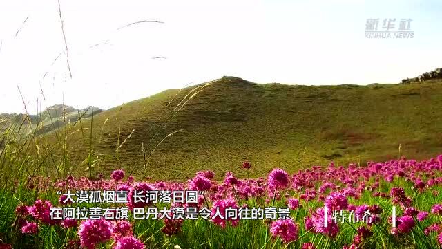 千城胜景|绿色戈壁——阿拉善右旗风光无限好