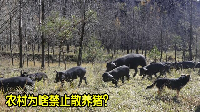 农村为何禁止散养猪?如何你想养猪,需要符合国家的这几个条件!