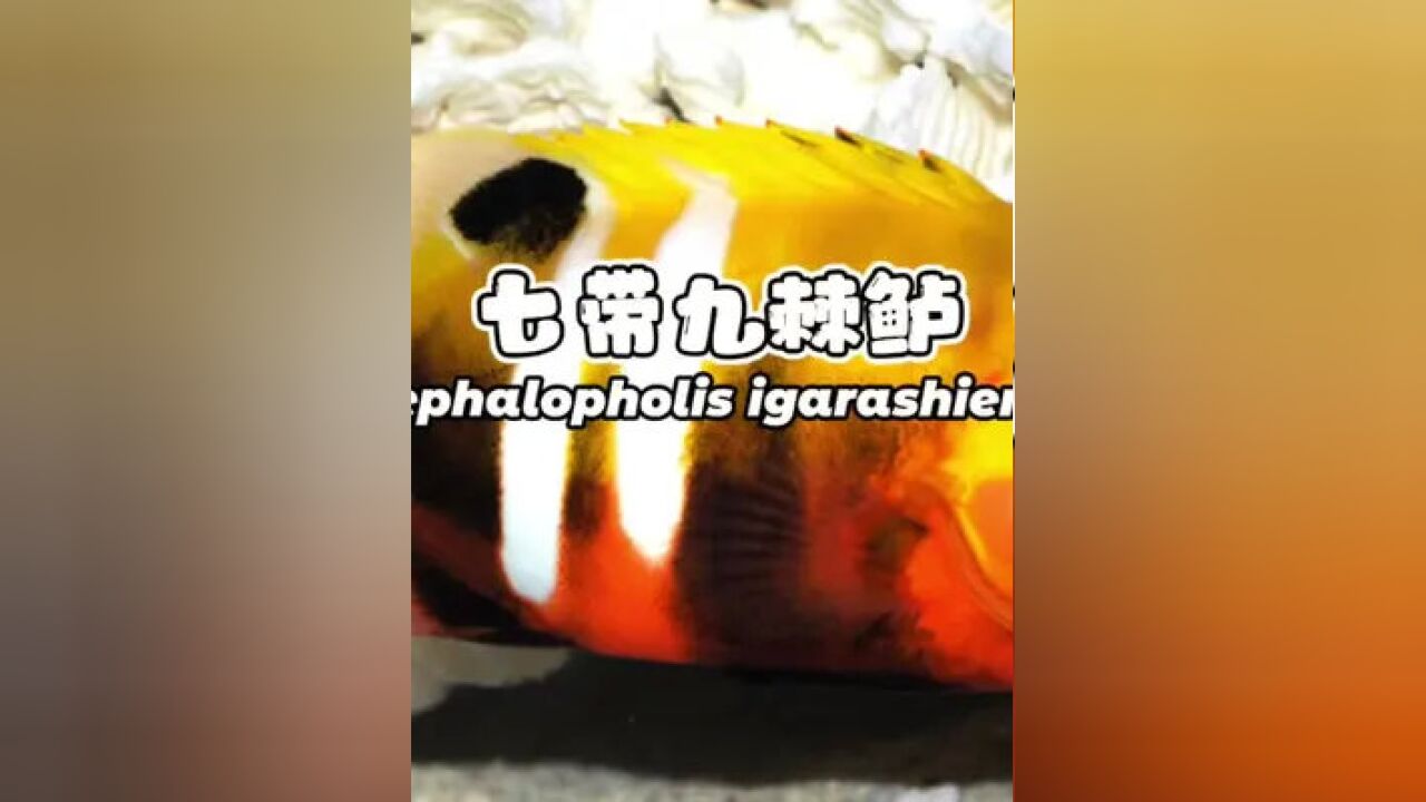 海王星斑,七带九棘鲈 cephalopholis igarashiensis #华哥说海鲜