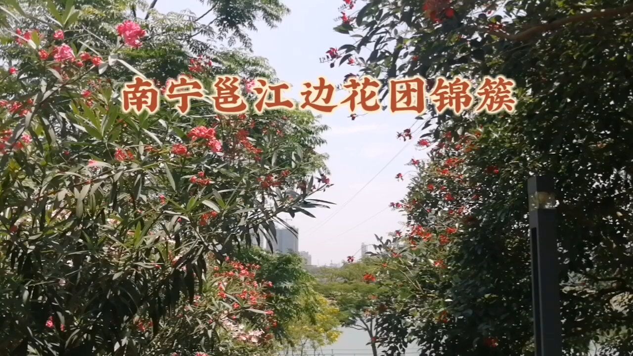 红色刺桐花、黄色黄槐决明,粉红夹竹桃,南宁邕江边花团锦簇