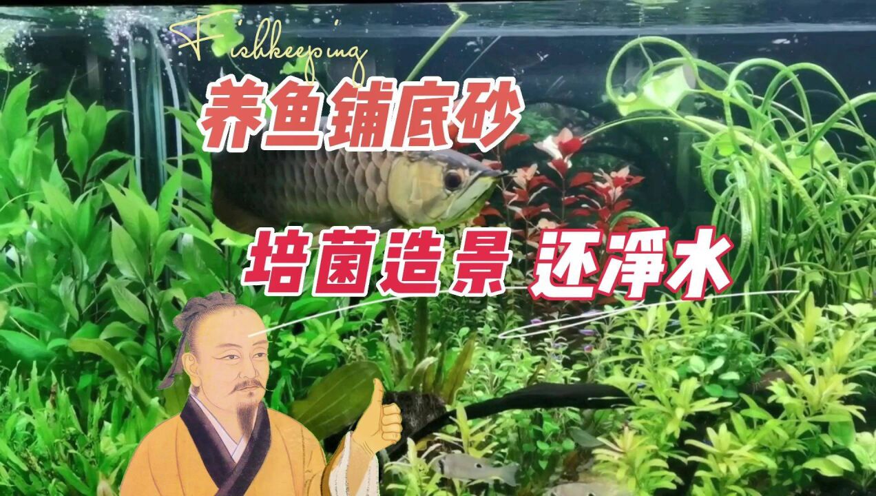 鱼缸铺设底砂好处多,但是新手要注意这些:养鱼笔记第3季108集