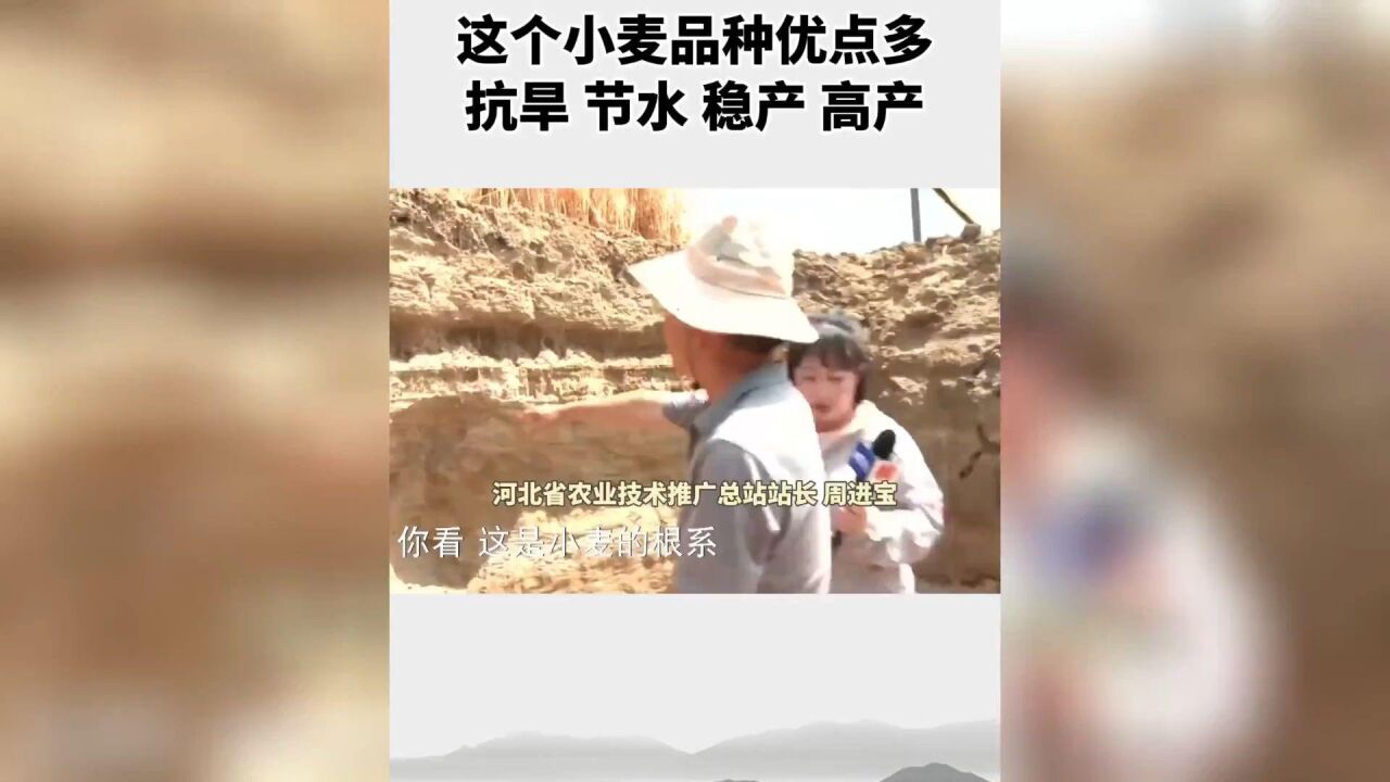 这个小麦品种优点多 抗旱 节水 稳产 高产