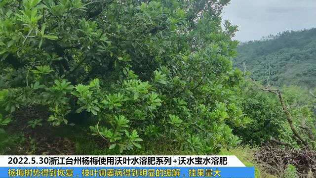 沃叶水溶肥浙江台州杨梅使用夫沃施沃叶水溶肥系列+沃水宝水溶肥杨梅树势得到恢复,枝叶凋萎病得到明显的缓解,挂果量大